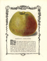 Emperor Alexander apple  Malus domestica
