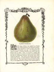 Passe-Colmar pear  Pyrus domestica