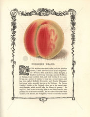 Noblesse peach  Prunus persica