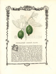 Pitmaston Green Gage gooseberry  Ribes uva-crispa