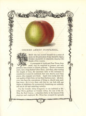 Coombe Abbey Nonpareil apple  Malus domestica