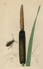 Donacia typhae  Reed-mace Donacia beetle