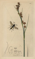 Gorytes bicinctus wasp