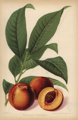 Humboldt nectarine  Prunus persica cultivar