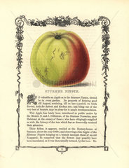 Sturmer Pippin apple  Malus domestica