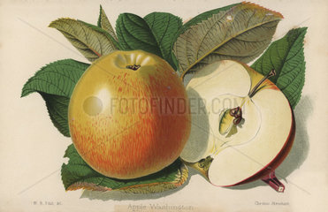Apple cultivar  Washington  Malus domestica