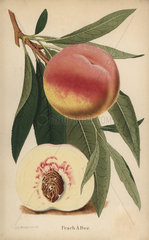 Peach a Bec  Prunus persica cultivar
