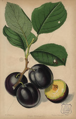 Plum cultivar  Monarch  Prunus domestica