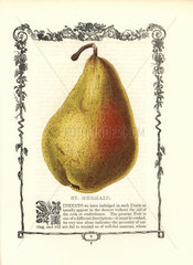 St. Germain pear  Pyrus communis