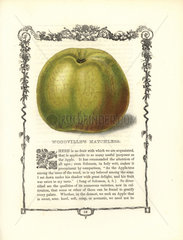 Woodville's Matchless apple  Malus domestica