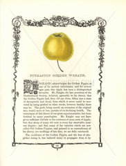 Pitmaston Golden Wreath apple  Malus domestica