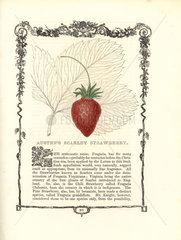 Austen's Scarlet strawberry  Fragaria virginiana