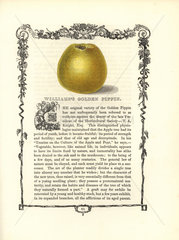Williams' Golden Pippin apple  Malus domestica