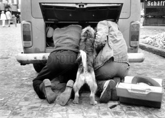 Hund repariert VW
