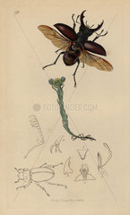 Lucanus cervus  Stag Beetle