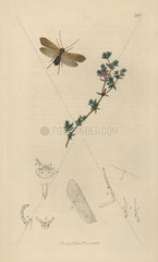 Agrypnia pagetana  Yarmouth Grannom or Mayfly