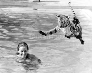 Tiger springt ins swimming-pool