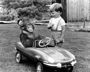 Affe sitzt im Kinderspielauto