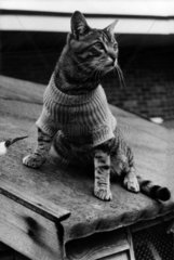 Katze mit Pullover