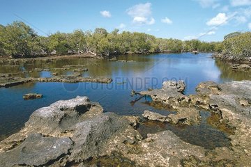 Mangrovenlandschaft in der Lagune der Aldabra Seychellen