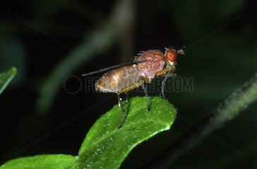 Fruit fly at the top of a leaf