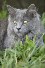 Portrait of a young blue Maine Coon cat