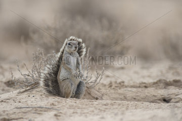 Cape Ground Squirrel (Xerus Inauris) sitting  Kgalagadi  South Africa