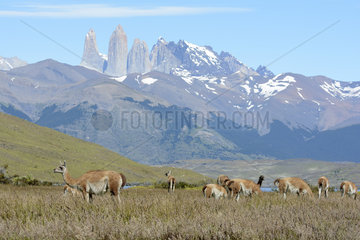 Guanaco (Lama guanicoe)  Torres del Paine National Park  Chilean Magallanes and Antarctica  Chile