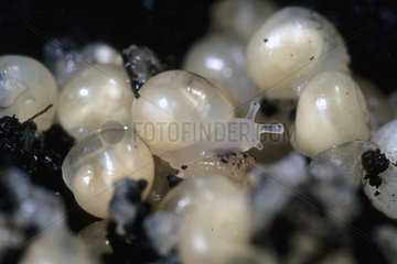 Young Brown Gardensnails after hatching [AT]