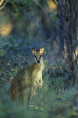 Wallaby agile attentif à son environnement Australie