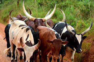 Watusi cows on a track - Uganda