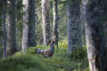 Western Capercaillie (Tetrao urogallus major) male displaying undergrowth  Slovenia