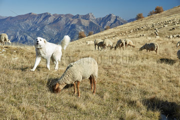 Mountain dog and Ewe on the mountain pasture  Meat-type breed  Authion massif  Mercantour  Alpes  France