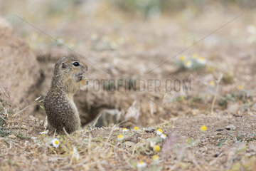European Ground Squirrel (Spermophilus citellus) eating grass at the entrance of its burrow in the Macin Mountains National Park  Romania