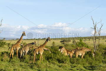 Masai giraffes eating in savanna - Masai Mara Kenya