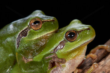 Couple of Mediterranean tree frog  stripeless tree frog (Hyla meridionalis) amplexus during the breeding season  Montpellier  Occitanie  France