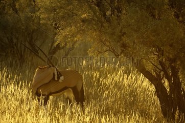 A small group of Oryx (Oryx gazella gazella)  grazing in the dunes of the Kalahari in the late afternoon  Kgalagad Transfrontier Park  North Cape  South Africa