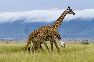 Masai giraffes (Giraffa cameleopardalis tippelskirchi)  two males fighting  Masai Mara  Kenya