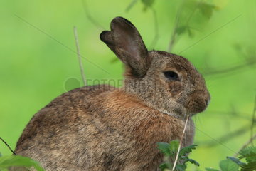 Domestic Rabbit  France