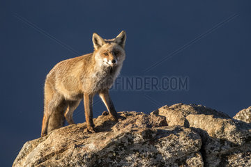 Red fox (Vulpes vulpes) on rock  Guadarrama National Park  Spain