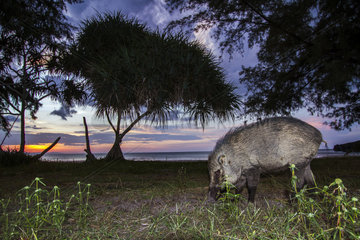 Wild boar (Sus scrofa) at dusk  Tarutao national park  Thailand