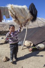 Boy in an encampment  Surroundings of Korzok  Leh  Ladakh  Himalayas  India