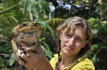 Woman showing a Marine Toad French Guiana