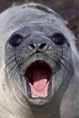 Portrait of Northern elephant seal in Falkland Islands