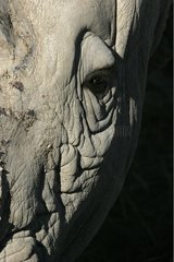 Auge von weißen Nashorn [at]