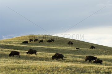 Bison Herd Custer State Park Black Hills South Dakota
