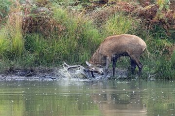 Stag Red deer in rut near water Great Britain
