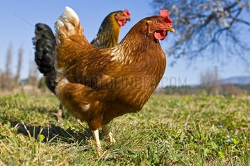 Warren chicken in organic breeding outdoor France
