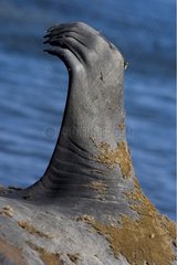Close-up of Northern elephant seal fin Falkland Islands