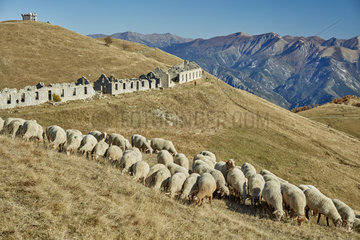 Ewes on the mountain pasture  Meat-type breed  Authion massif  Mercantour  Alpes  France